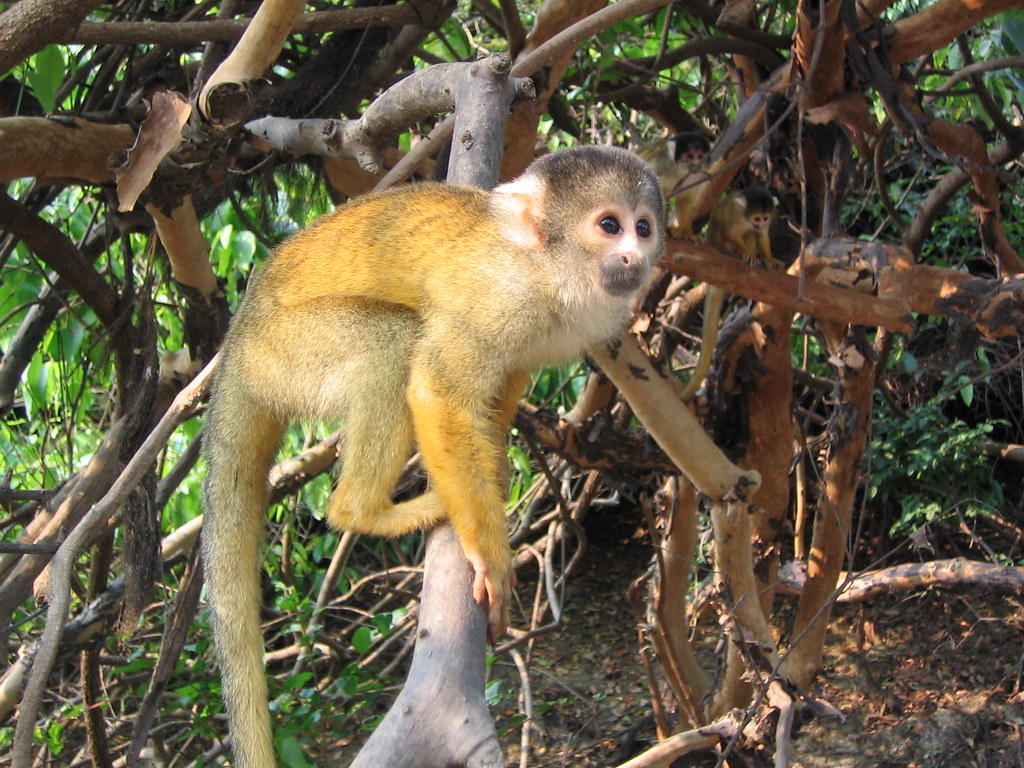 A squirrel monkey sitting on a branch