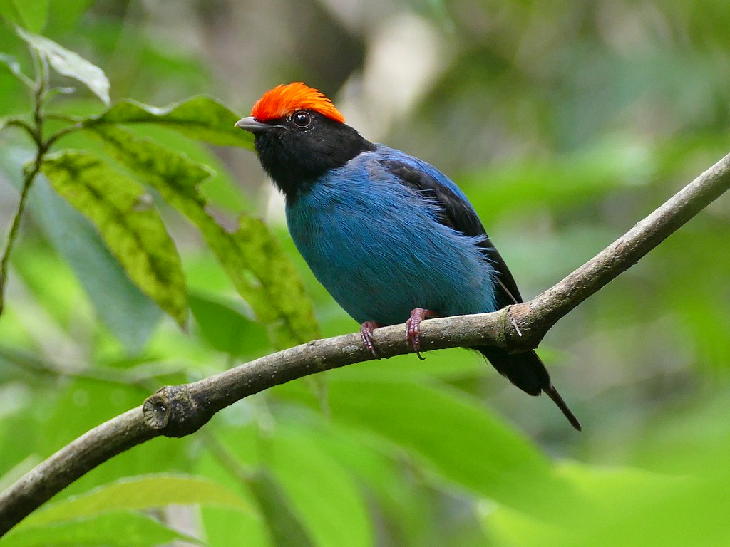 A swallow-tailed manakin perched in a tree