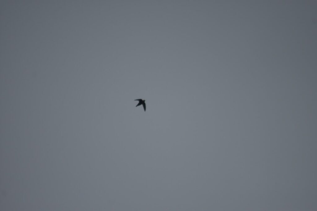 A solitary great dusky swift