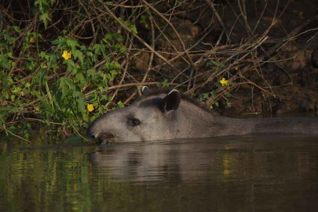 A tapir swimming through the water