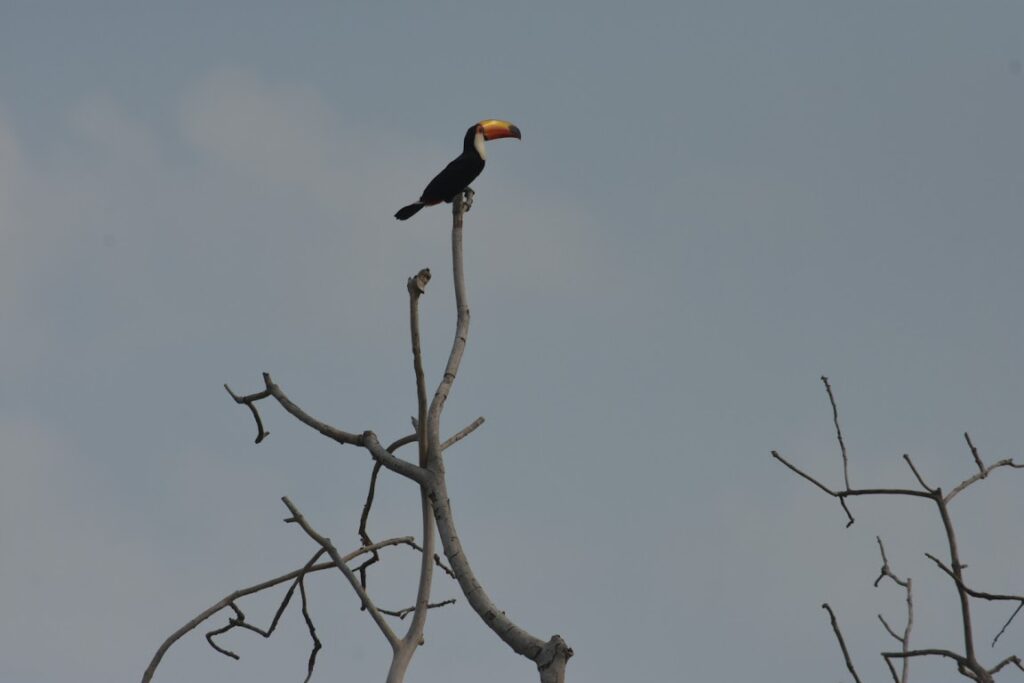 A toucan perched at the top of a tree