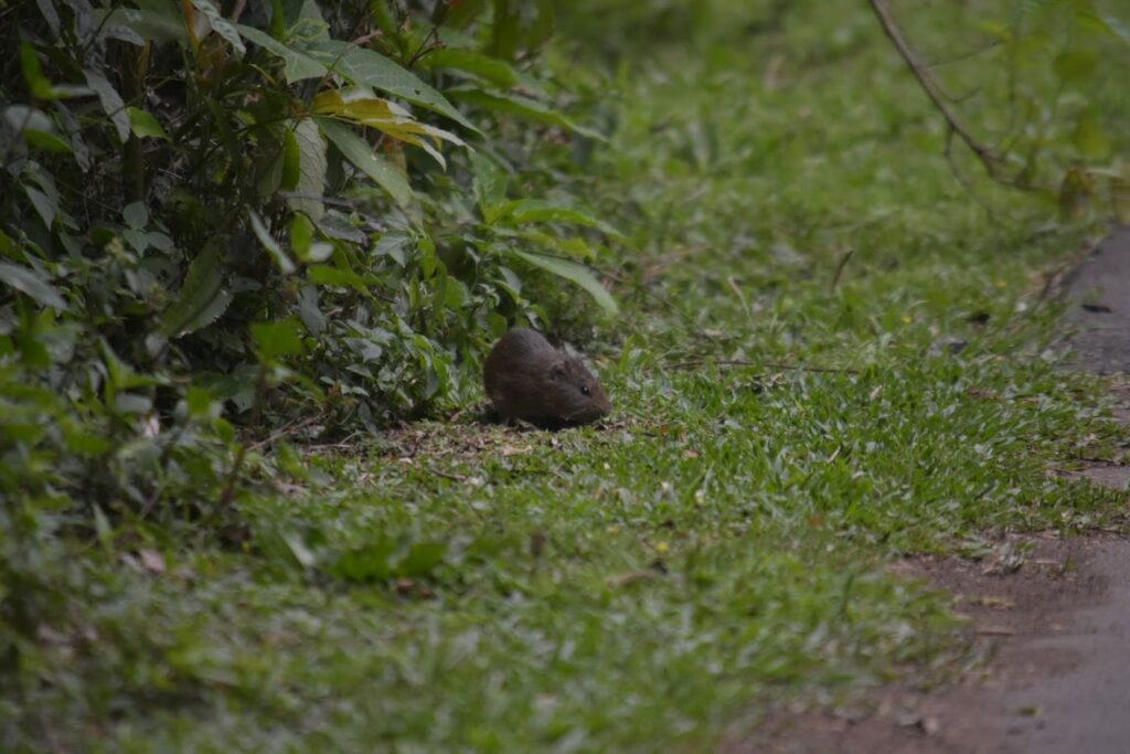 A Brazilian cavy grazing by the side of the path