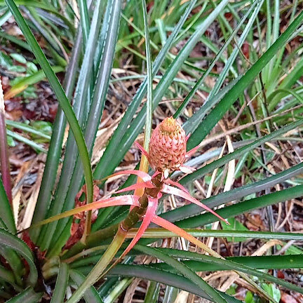 A wild pineapple plant