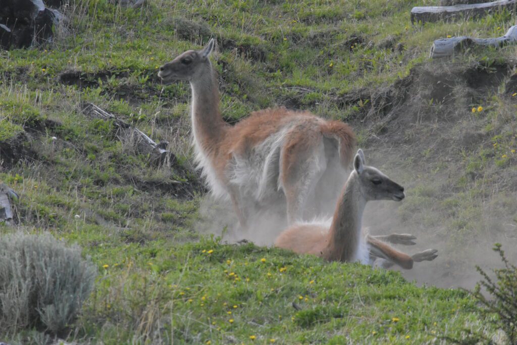 Two of Torres del Paine's guanacos rolling around in the dust