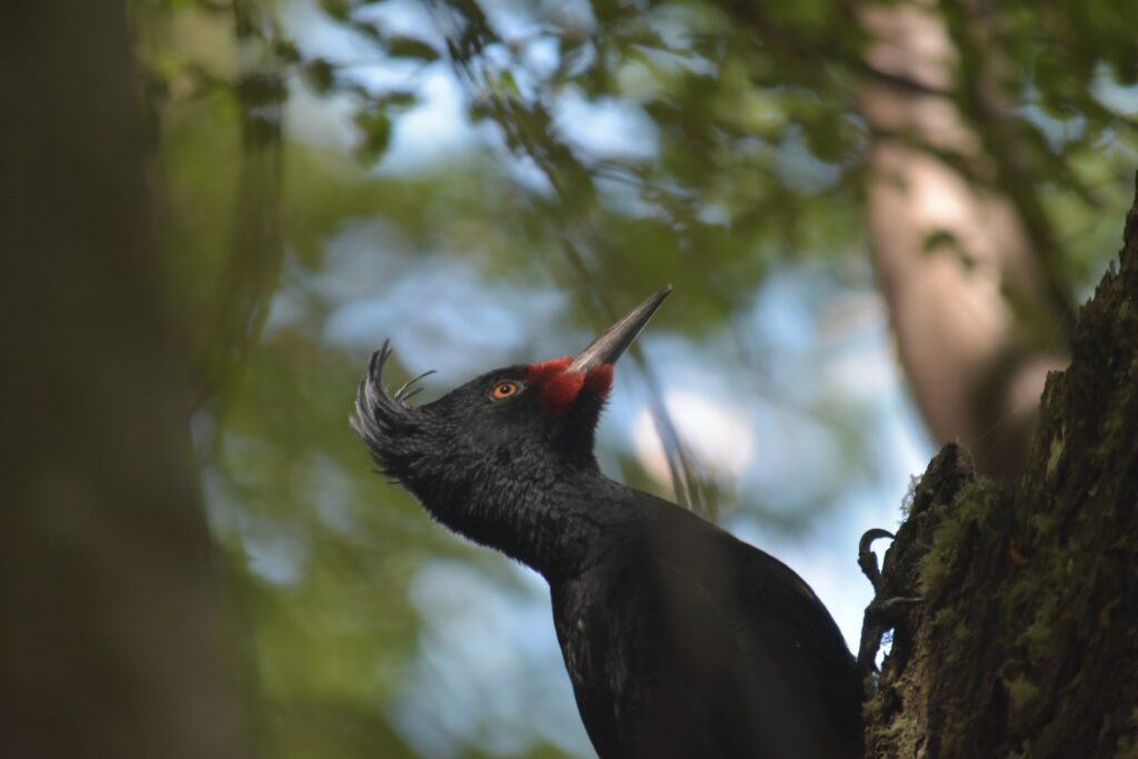 A magellanic woodpecker in one of Torres del Paine's forests