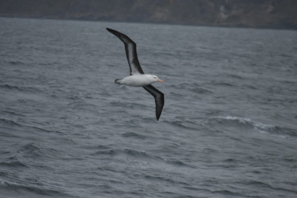 An albatross flying over the sea