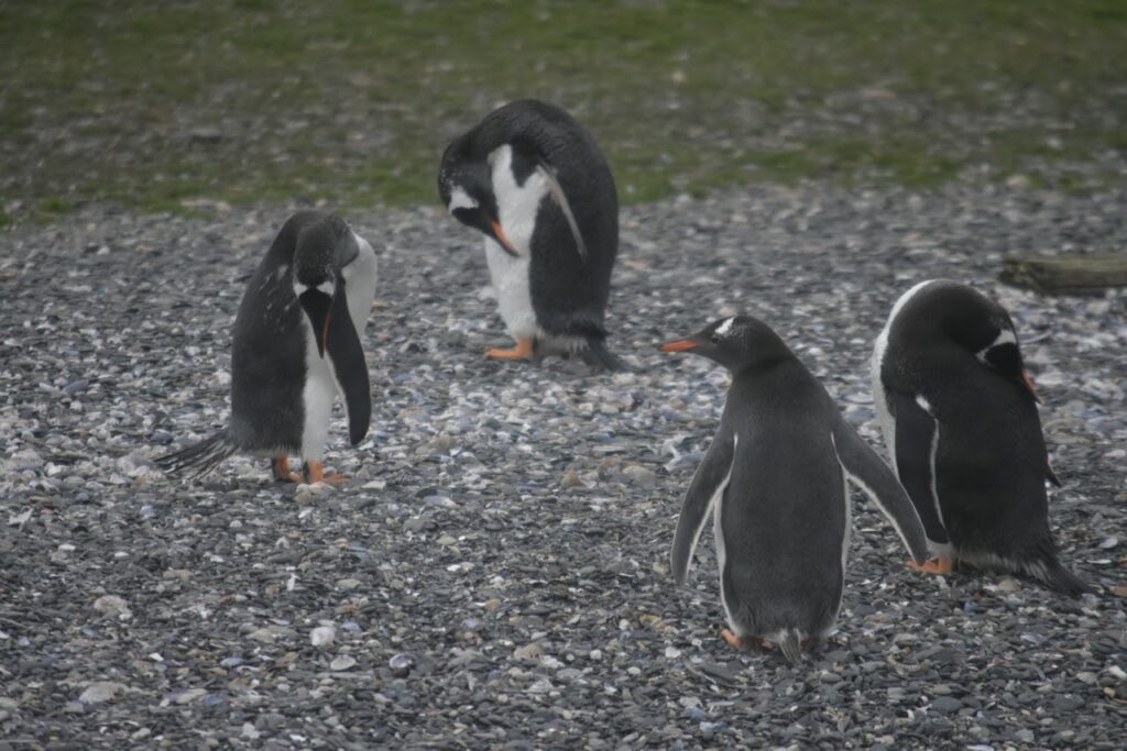 A colony of gentoo penguins