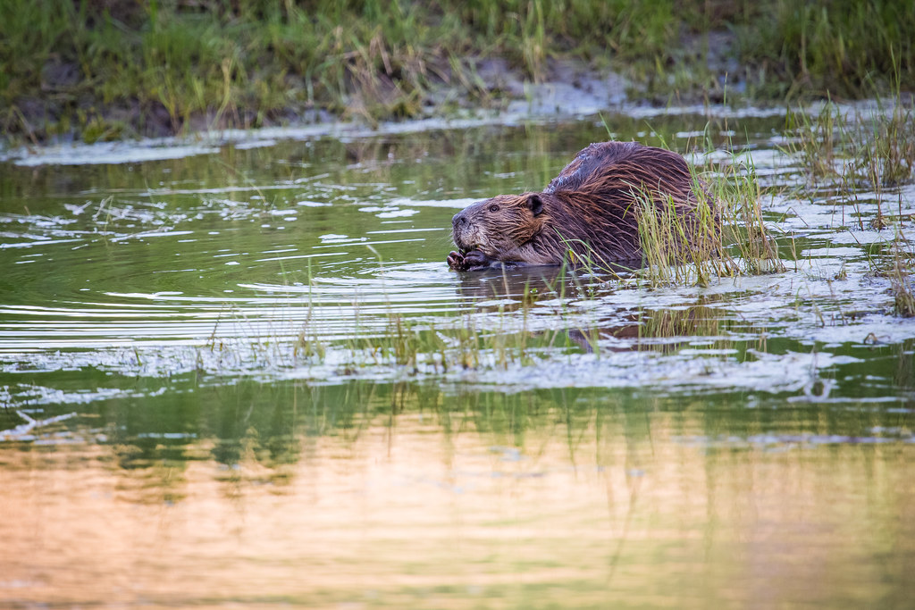 A North American beaver in a pond