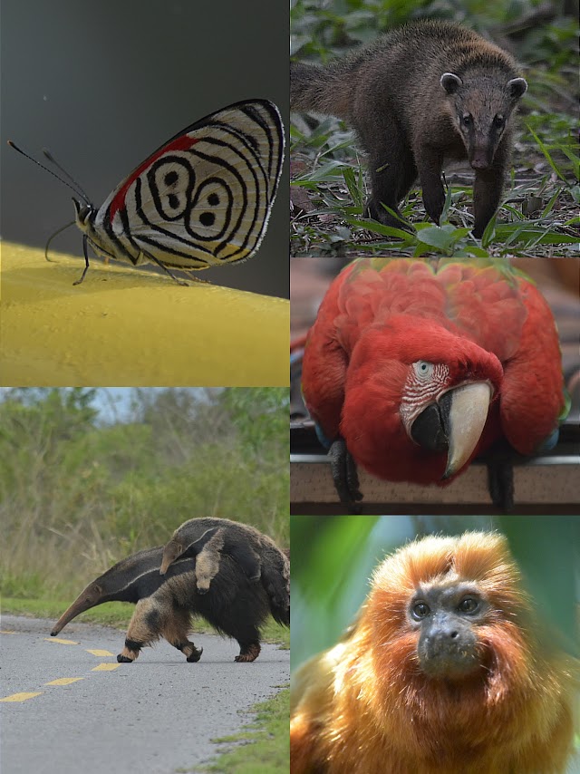A collage of animals from Brazil