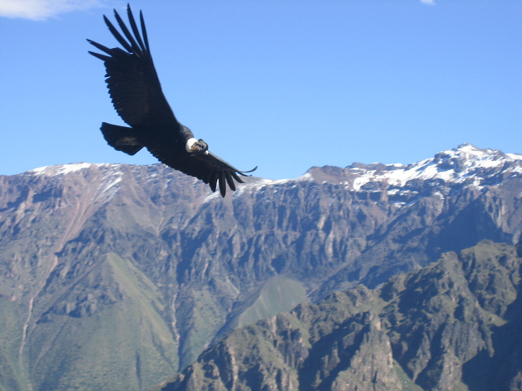 A condor flying over the Andes