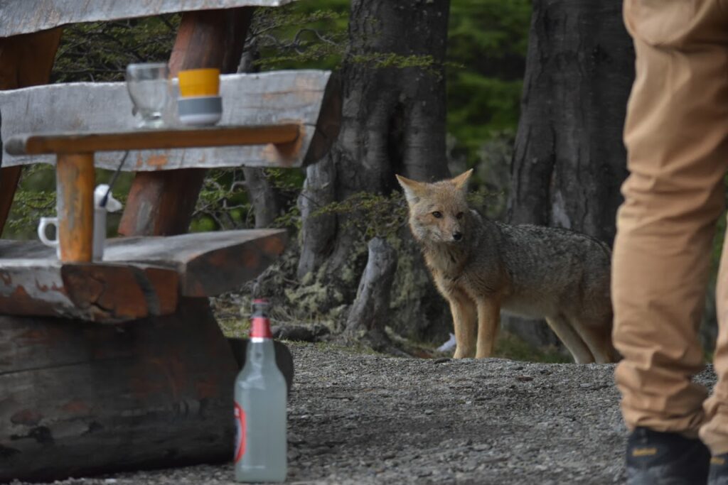 A culpeo in Tierra del Fuego National Park's picnic area