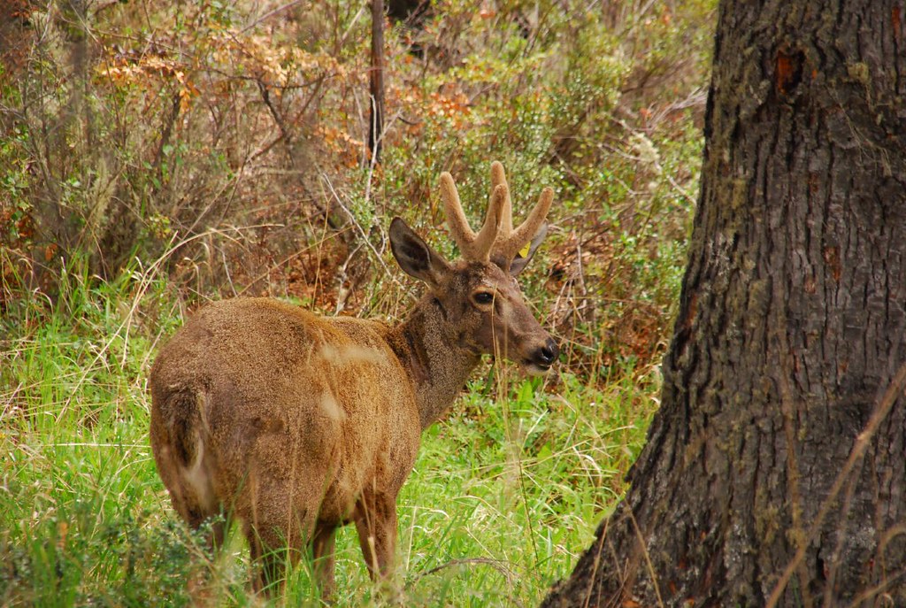 A huemul in Chile's forests
