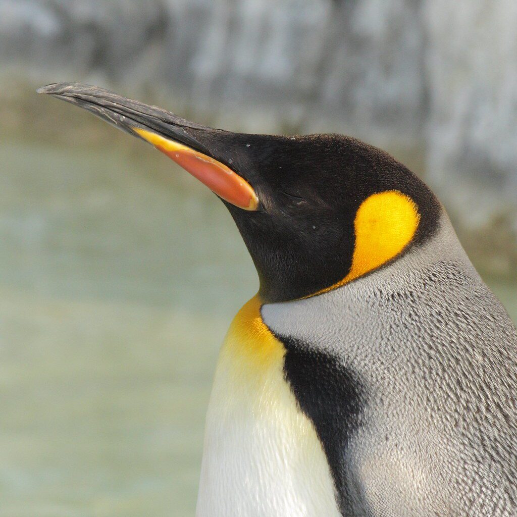 A close-up of a king penguin's head