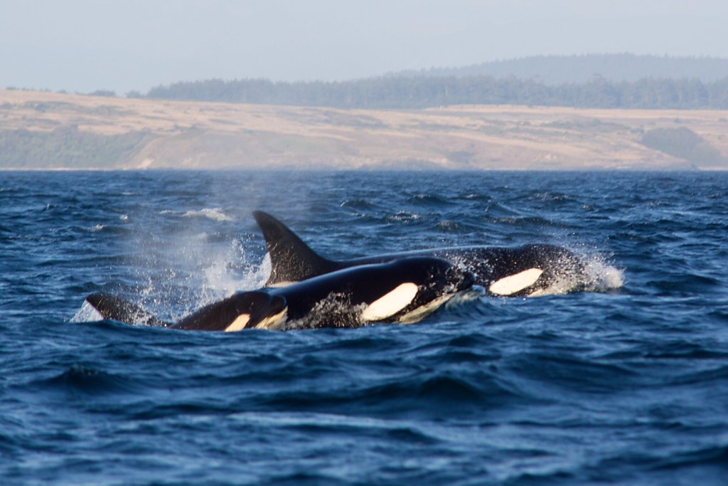 A family of orcas surfacing