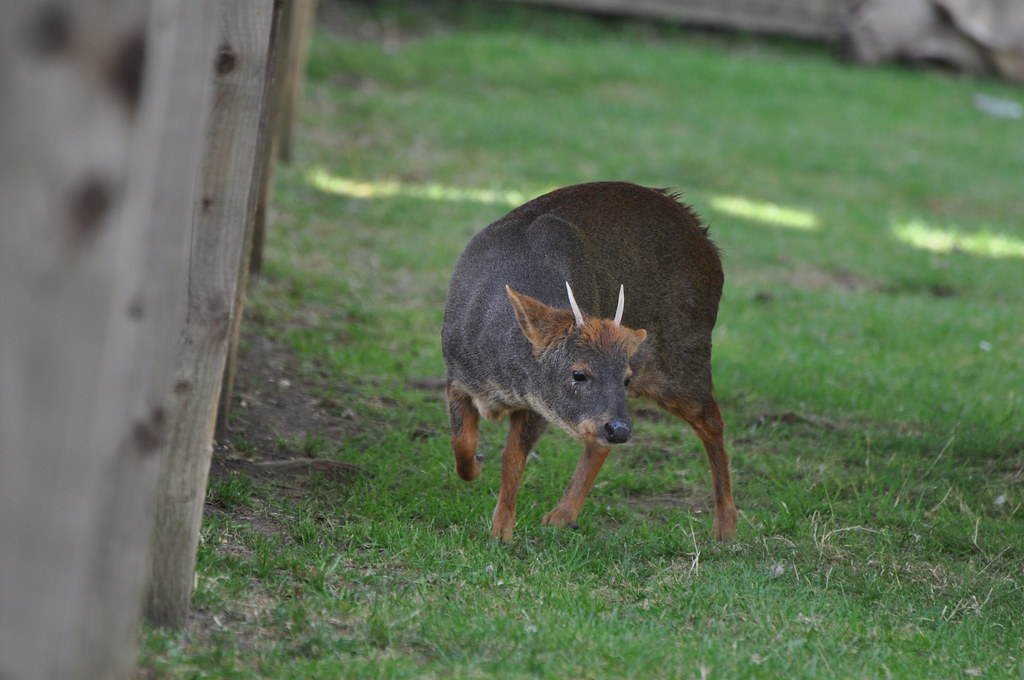 A southern pudu in a zoo