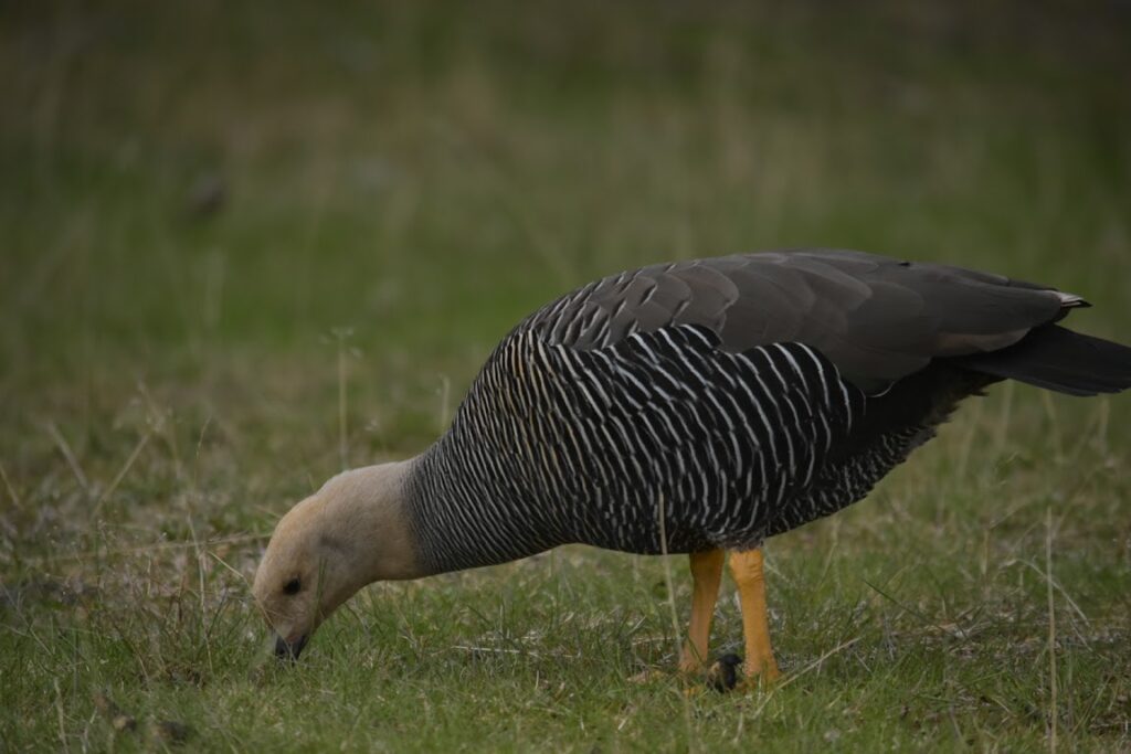 A female upland goose