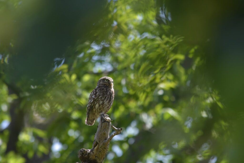 A little owl perched atop a branch